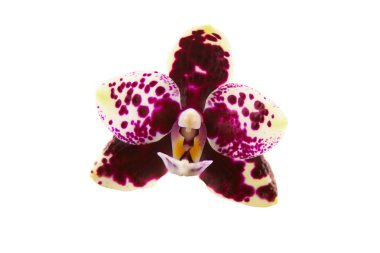 Beyaz arka planda bir tencerede nadir bulunan güzel bir orkide.