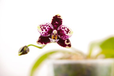 Beyaz arka planda bir tencerede nadir bulunan güzel bir orkide.