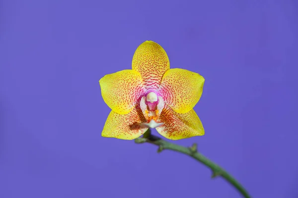 Hermosa Orquídea Rara Una Olla Sobre Fondo Azul — Foto de Stock