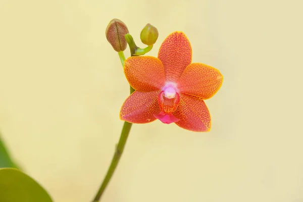 Bella orchidea rara in vaso su sfondo sfocato — Foto Stock