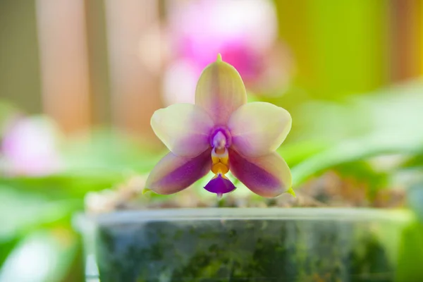 Hermosa orquídea rara en maceta sobre fondo borroso — Foto de Stock