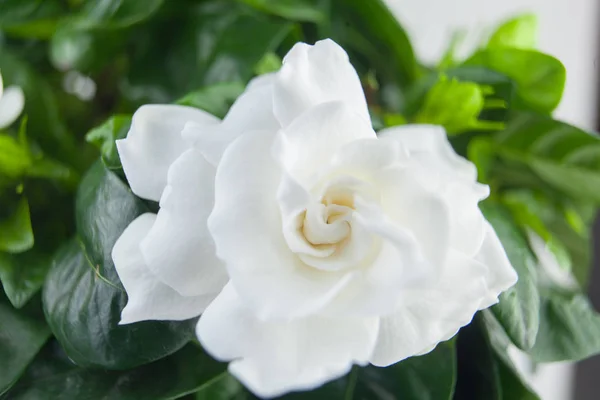 Schöne weiße Blume Gardenia auf grünem Hintergrund — Stockfoto