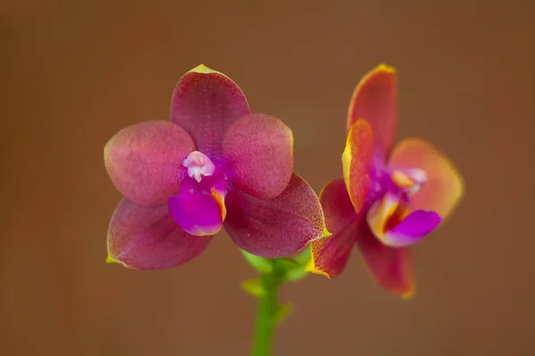 Hermosa Orquídea Rara Una Olla Sobre Fondo Borroso — Foto de Stock