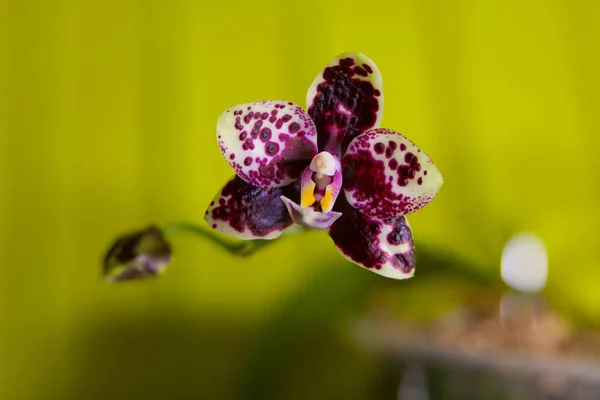 Bank Sárga Háttér Gyönyörű Ritka Orchidea — Stock Fotó