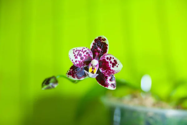 Schöne Seltene Orchidee Topf Auf Grünem Hintergrund — Stockfoto