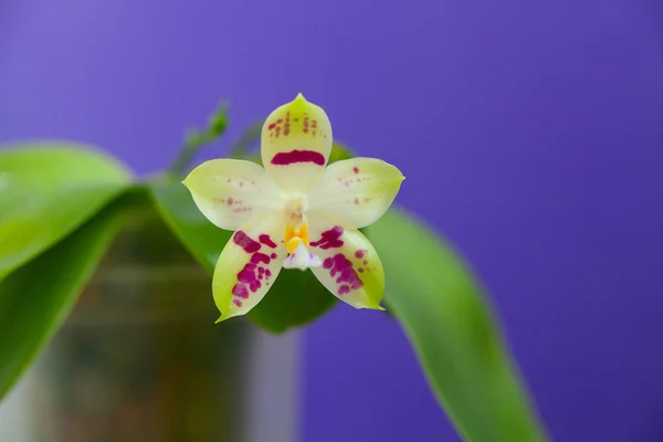 Piękny Rzadko Orchidea Doniczce Niebieskim Tle — Zdjęcie stockowe