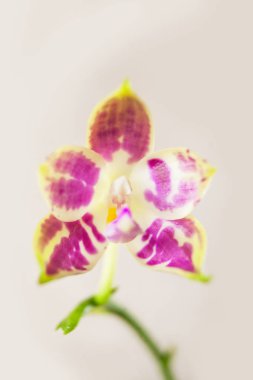 Beyaz arka planda bir tencerede nadir bulunan güzel bir orkide.