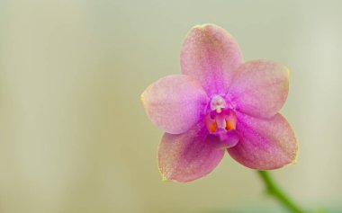 Bulanık bir arka plan üzerinde bir tencerede güzel nadir orkide