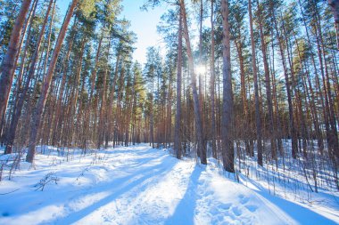Güneşli bir günde Güzel bir kış ormanı