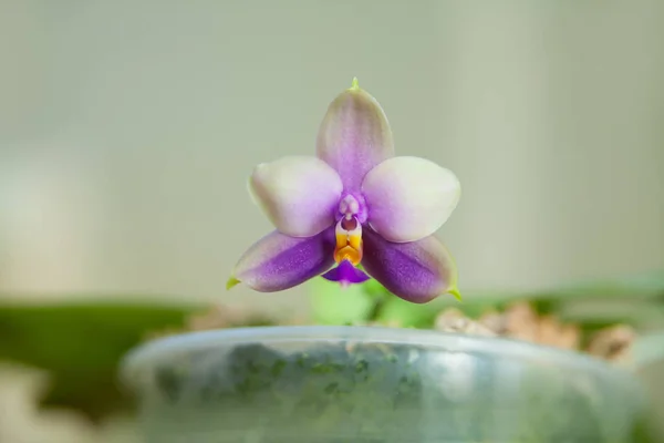 Orquídea Rara Bonita Pote Fundo Borrado — Fotografia de Stock