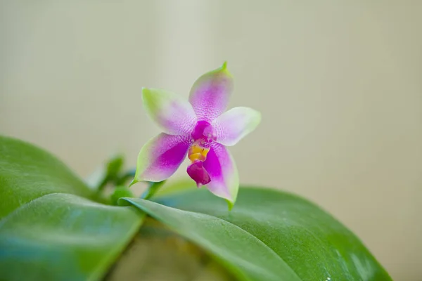 Krásné Vzácné Orchideje Hrnci Rozostřeného Pozadí — Stock fotografie