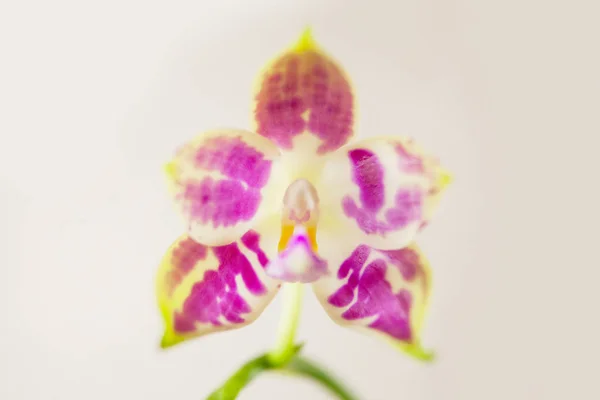 Hermosa Orquídea Rara Una Olla Sobre Fondo Blanco —  Fotos de Stock
