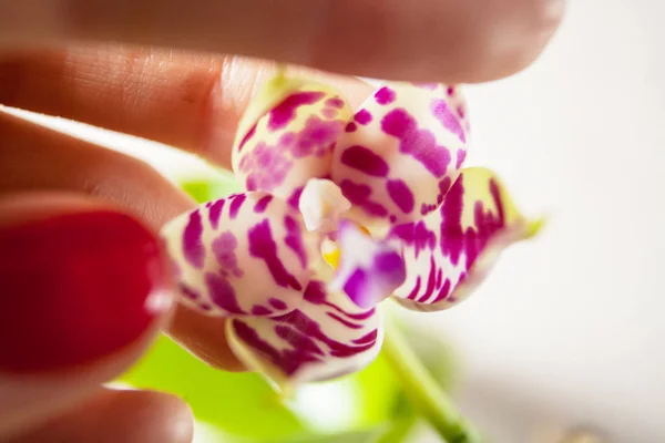 Schöne Seltene Orchidee Einem Topf Auf Weißem Hintergrund — Stockfoto