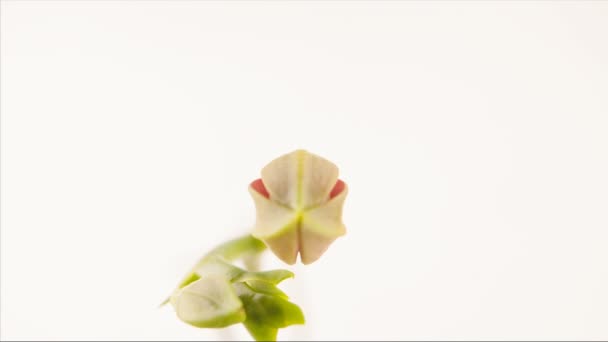 Hermosa Orquídea Rara Maceta Sobre Fondo Borroso — Vídeo de stock