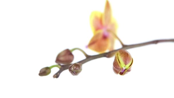 Schöne Seltene Orchidee Topf Auf Weißem Hintergrund — Stockvideo