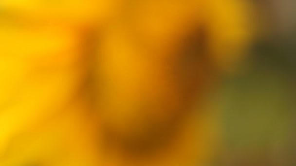 Natürliche Hintergrundbild Der Schönen Gelben Sonnenblume — Stockvideo