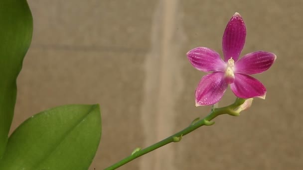 Hermosa Orquídea Rara Maceta Sobre Fondo Blanco — Vídeo de stock