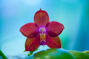 Bulanık bir arka plan üzerinde bir tencerede güzel nadir orkide