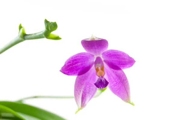 Belle Orchidée Rare Dans Pot Sur Fond Blanc — Photo