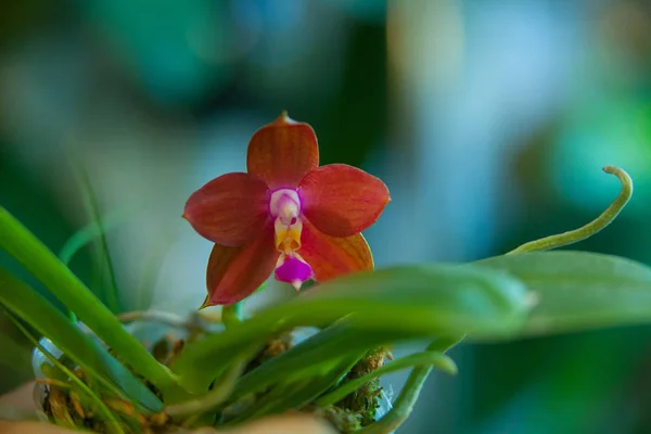 Bella Orchidea Rara Una Pentola Uno Sfondo Sfocato — Foto Stock