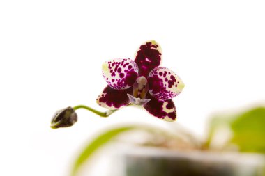 Beyaz arka planda bir tencerede nadir bulunan güzel bir orkide.