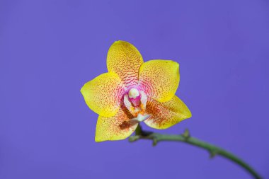 Mavi bir arka plan üzerinde bir tencerede güzel nadir orkide