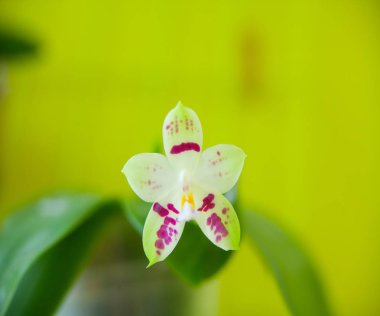 Sarı bir arka plan üzerinde bir tencerede güzel nadir orkide
