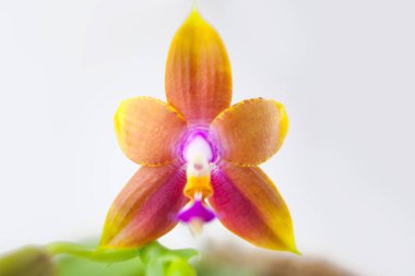 Bulanık bir arka plan üzerinde bir tencerede güzel nadir orkide