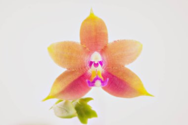 Beyaz arka planda bir tencerede nadir bulunan güzel bir orkide.