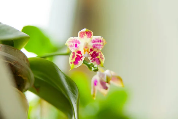 Hermosa Orquídea Rara Una Olla Sobre Fondo Borroso —  Fotos de Stock