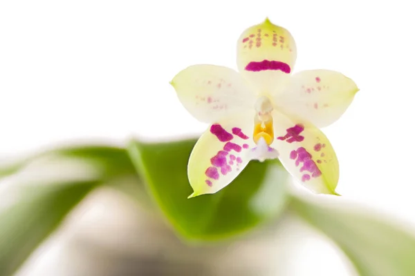 Schöne Seltene Orchidee Einem Topf Auf Weißem Hintergrund — Stockfoto