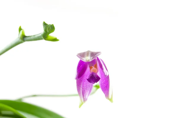 Hermosa Orquídea Rara Una Olla Sobre Fondo Blanco —  Fotos de Stock