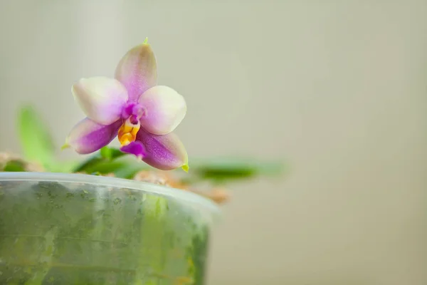 美丽的稀有兰花在一个模糊的背景锅 — 图库照片