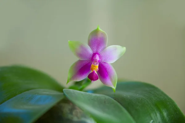 Belle Orchidée Rare Dans Pot Sur Fond Flou — Photo