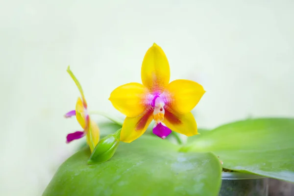 Krásné Vzácné Orchideje Hrnci Rozostřeného Pozadí — Stock fotografie