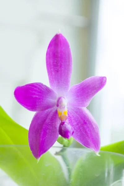 Beautiful Rare Orchid Pot Blurred Background — Stock Photo, Image
