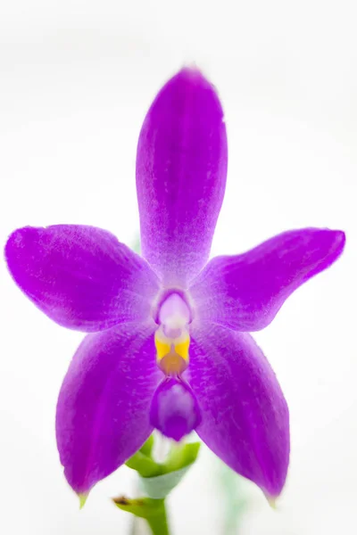 Красива Рідкісна Орхідея Горщику Білому Тлі — стокове фото