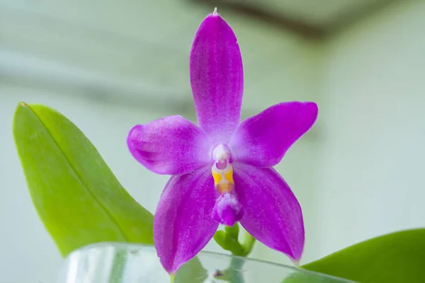 Piękny Rzadko Orchidea Doniczce Niewyraźne Tło — Zdjęcie stockowe