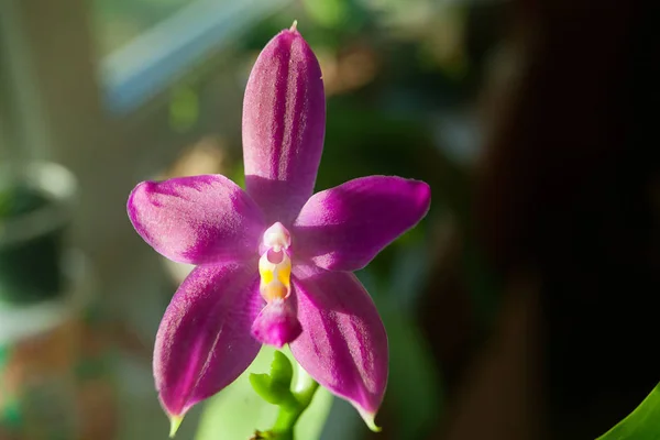 Orquídea Rara Bonita Pote Fundo Borrado — Fotografia de Stock