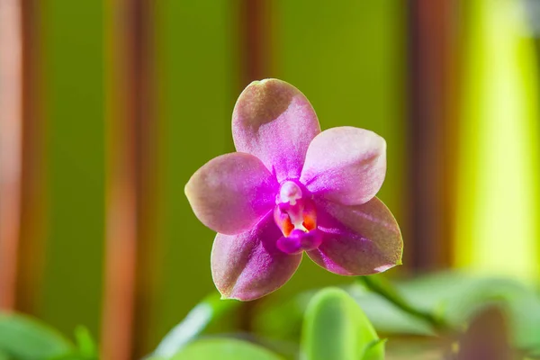 Krásné Vzácné Orchideje Hrnci Rozostřeného Pozadí — Stock fotografie