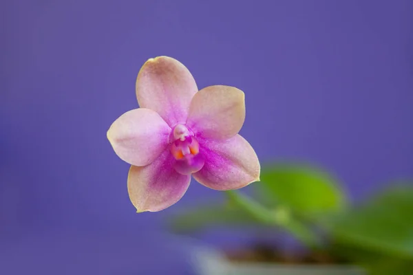 Belle Orchidée Rare Dans Pot Sur Fond Bleu — Photo
