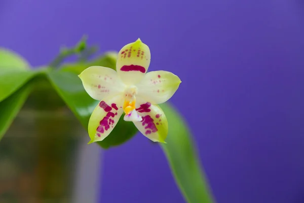 Krásné Vzácné Orchideje Hrnci Modrém Pozadí — Stock fotografie