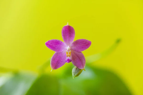 Hermosa Orquídea Rara Una Olla Sobre Fondo Amarillo — Foto de Stock