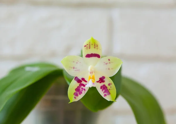 Gyönyörű Ritka Orchidea Egy Edényben Egy Fehér Háttér — Stock Fotó