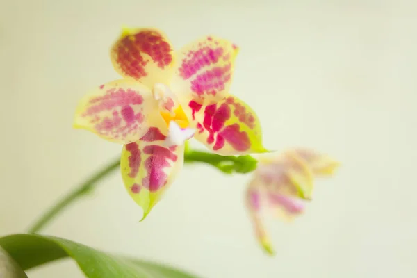 Mooie Zeldzame Orchidee Een Pot Een Onscherpe Achtergrond — Stockfoto