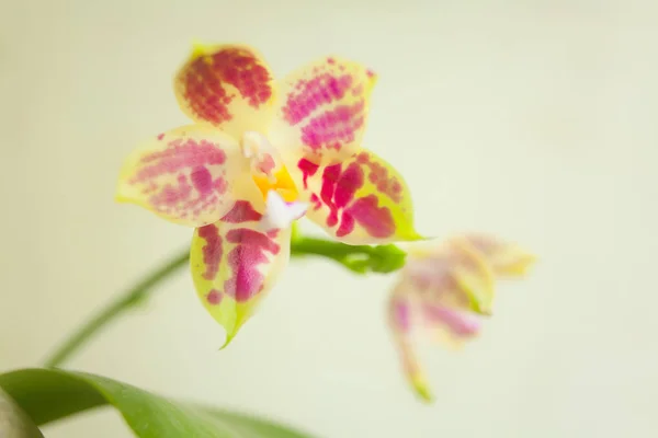 Hermosa Orquídea Rara Una Olla Sobre Fondo Borroso —  Fotos de Stock