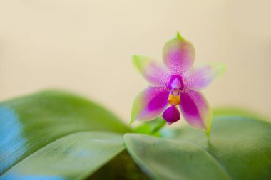 Bulanık bir arka plan üzerinde bir tencerede güzel nadir orkide