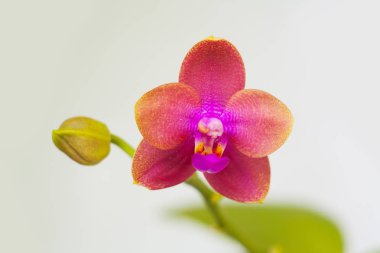Beyaz arka planda bir tencerede nadir bulunan güzel bir orkide.