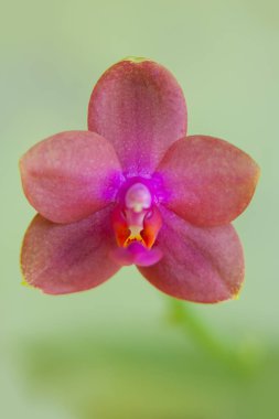 Bulanık bir arka plan üzerinde bir tencerede güzel nadir orkide