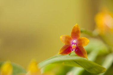 Bulanık bir arka plan üzerinde bir tencerede güzel nadir orkide